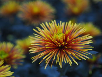 Close-up of flower against blurred background