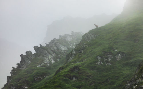 Chamois in a foggy day from fagaras mountains, romania.