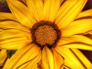 Full frame shot of yellow flower