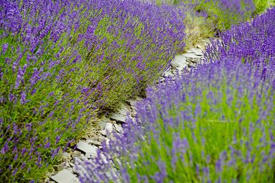 Purple flowering plants on field