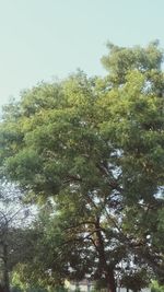 Low angle view of trees against clear sky