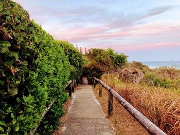 Footpath amidst trees against sky