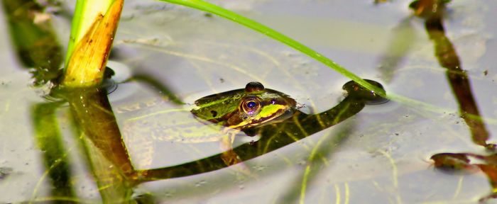 Close-up of frog on leaf