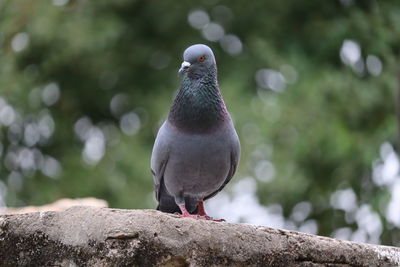 Close-up of pigeon perching on retaining wall