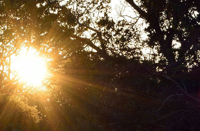 Sun shining through trees