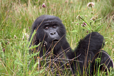 Gorilla female in grass close-up