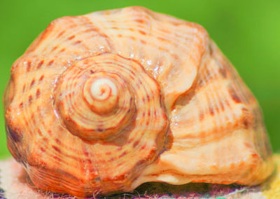 Close-up of seashell