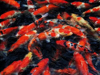 Koi fish in the river 