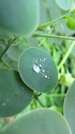 Close-up of leaves