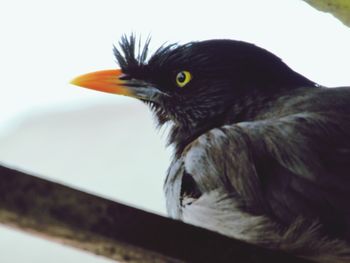 Close-up of a bird