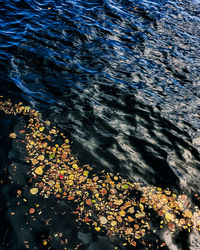High angle view of autumn leaves floating on lake
