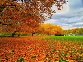 View of autumn trees against sky