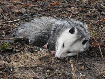 Opossum playing dead.