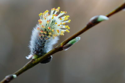 Close-up of flowering plant