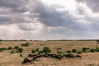 Horses in a field