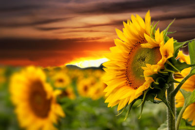 Close-up of yellow flowering plant against sky during sunset