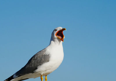 A young seagull with clear blue skies in the background.