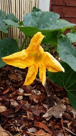 Close-up of yellow flower