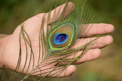 Close-up of hand holding feather