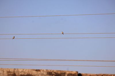 Low angle view of birds perching on cable