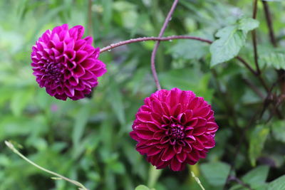 Close-up of pink flowering plant