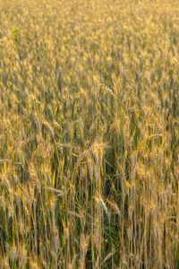 Wheat field during sunnrise or sunset. slovakia