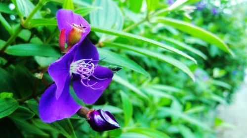 Close-up of purple flower blooming outdoors