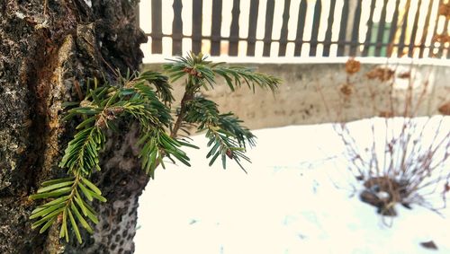 Close-up of palm tree