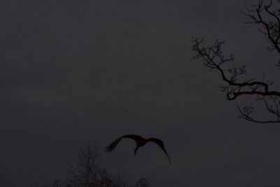 Low angle view of silhouette birds flying against sky