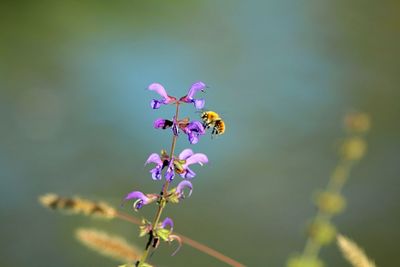 Close-up of butterfly pollinating on purple flower