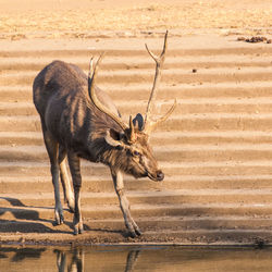 Giraffe in water