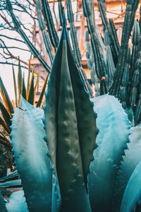 Close-up of succulent plant