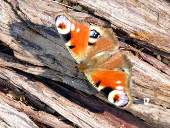 Close-up of butterfly on tree trunk