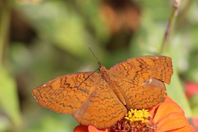 Close-up of butterfly on leaves during autumn