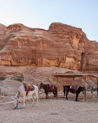 View of a horse on desert