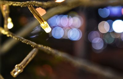 Close-up of christmas lights on twig