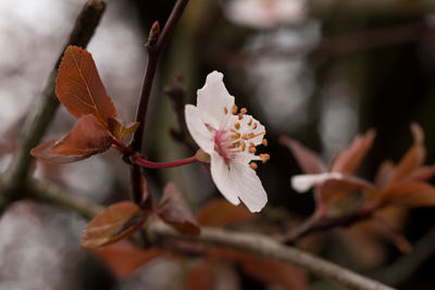 Close-up of cherry blossom during autumn