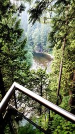 Footbridge over river in forest