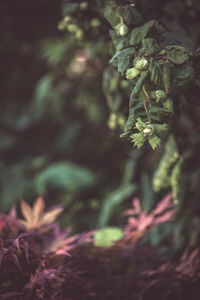 Close-up of plant