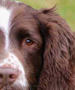 Close-up portrait of dog