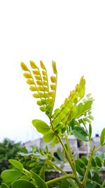 Close-up of fresh green plant