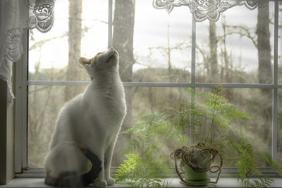 Cat looking through window