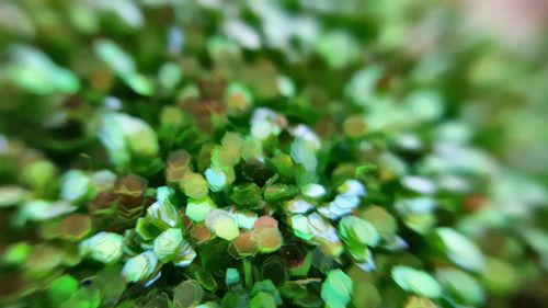 Close-up of fresh green plant