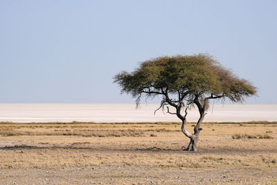 Etosha national park, namibia