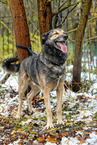 Dog in a forest