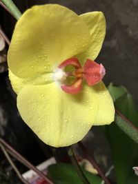 Close-up of wet yellow rose flower