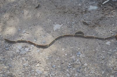 Caterpillars on sand