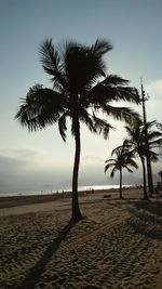 Palm trees on beach