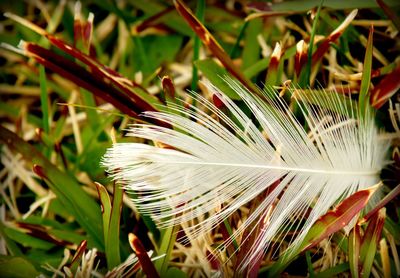 Close-up of feather on plant