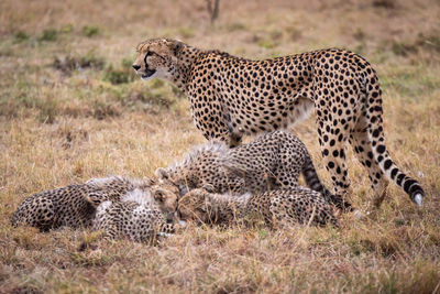 Cheetah family on grassy field 